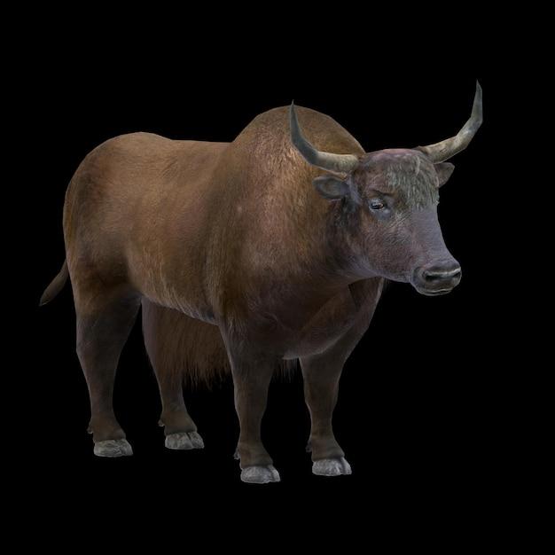 Is a yak the same as a water buffalo? 