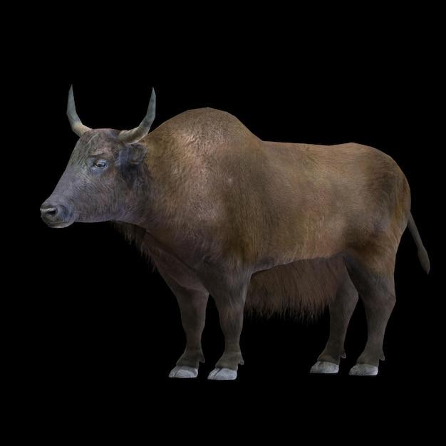 Is a yak the same as a water buffalo? 