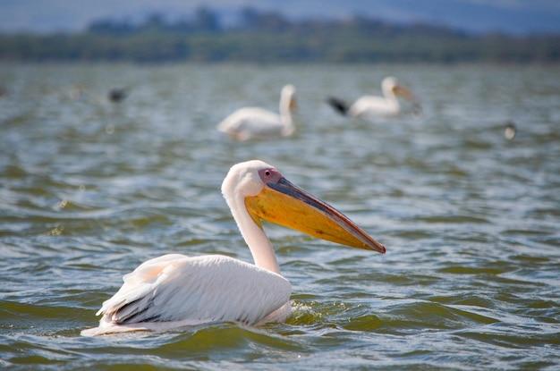 Which is the largest man made lake in Kenya? 