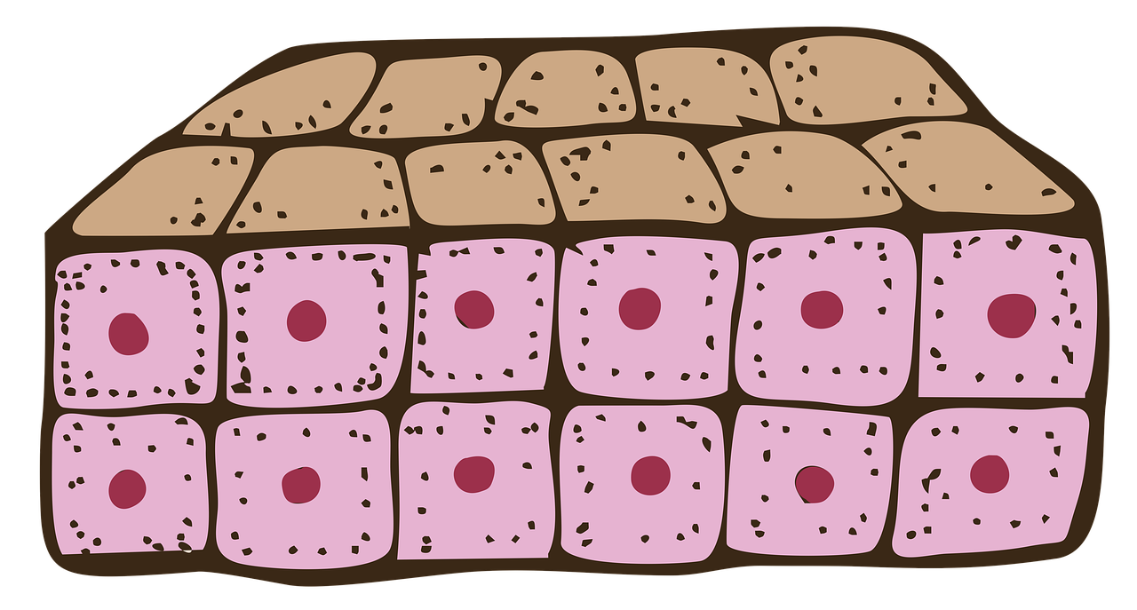 What are the main characteristics of epithelial tissue? 