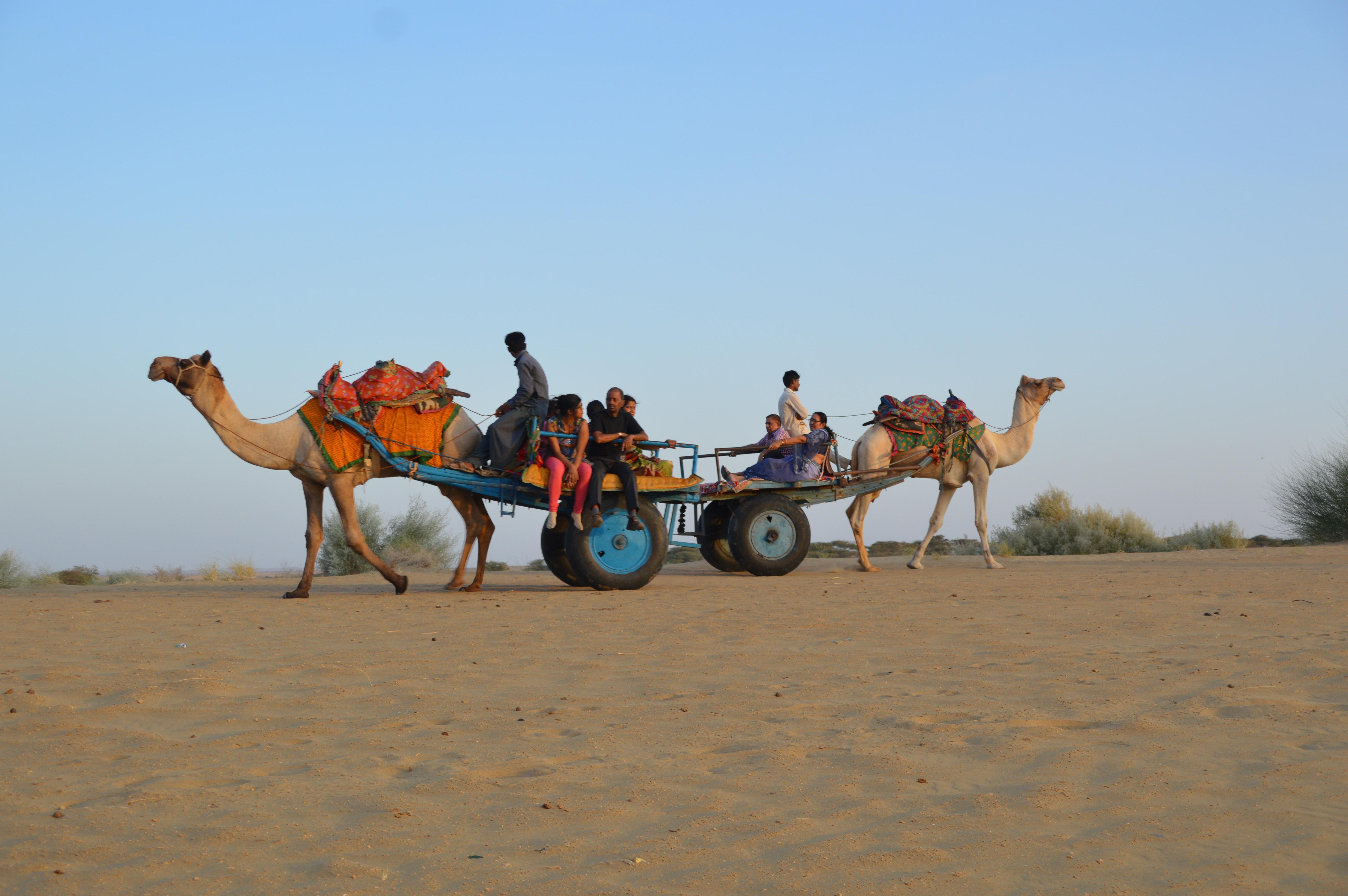 What is the main mode of transport in desert? 