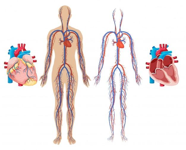 What are the main parts of the cardiovascular system? 