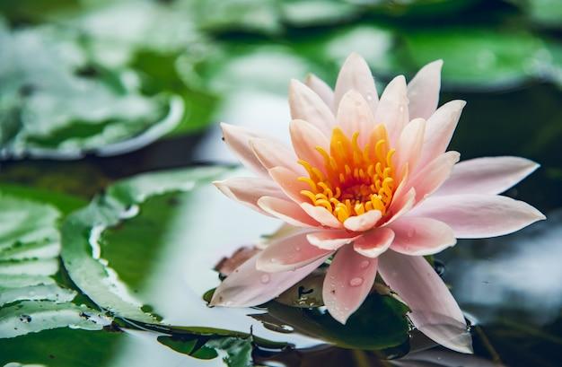 What do lotus flower colors mean? 