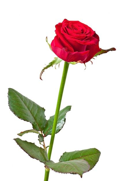 What does one red rose and white rose mean? 