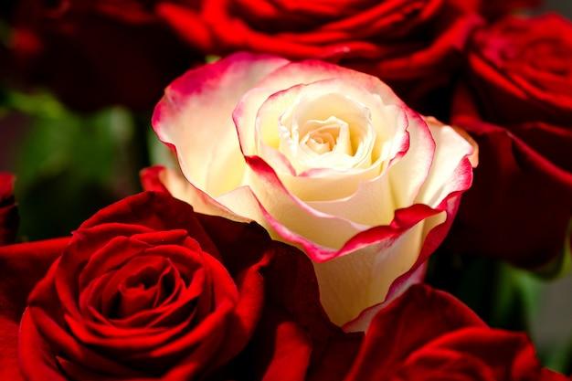 What does one red rose and white rose mean? 