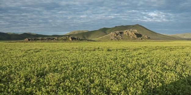 What is the most important crop in Central Valley? 