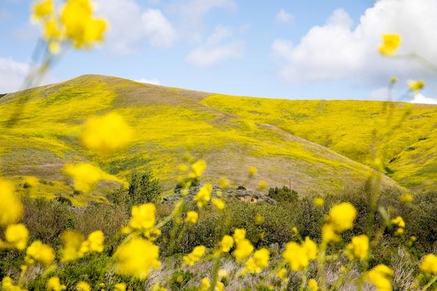 What is the most important crop in Central Valley? 