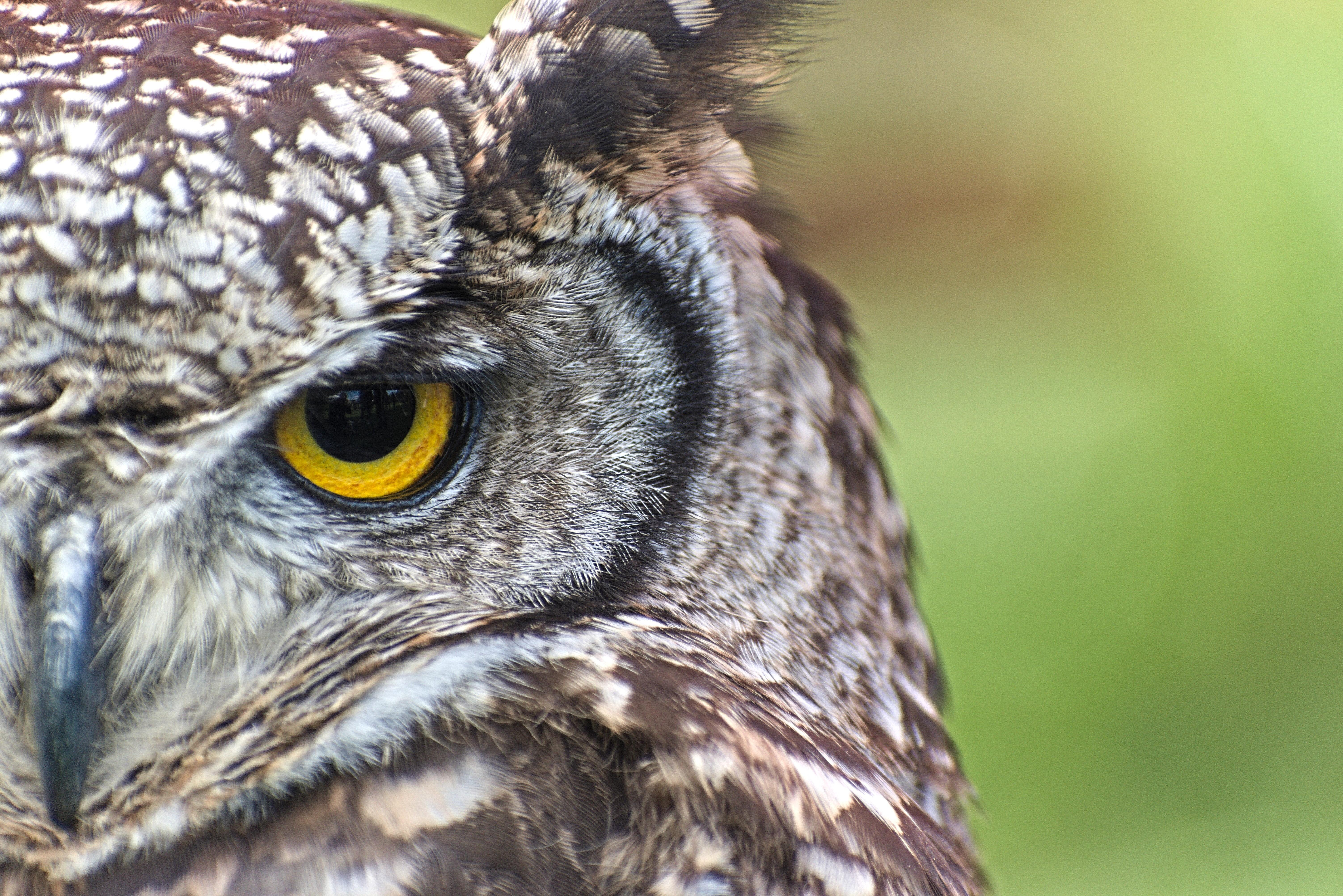 How many babies do great horned owls usually have? 