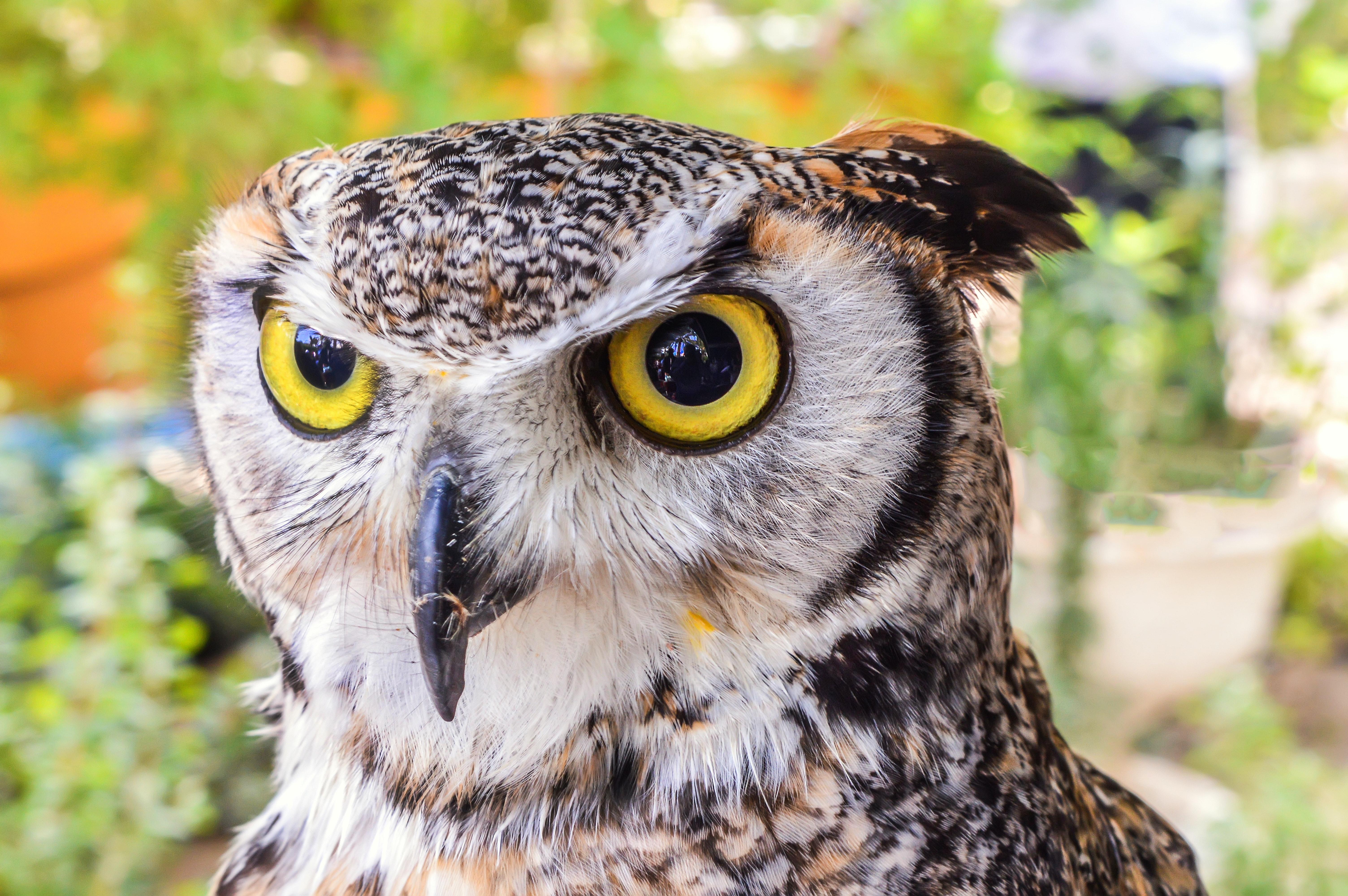 How many babies do great horned owls usually have? 