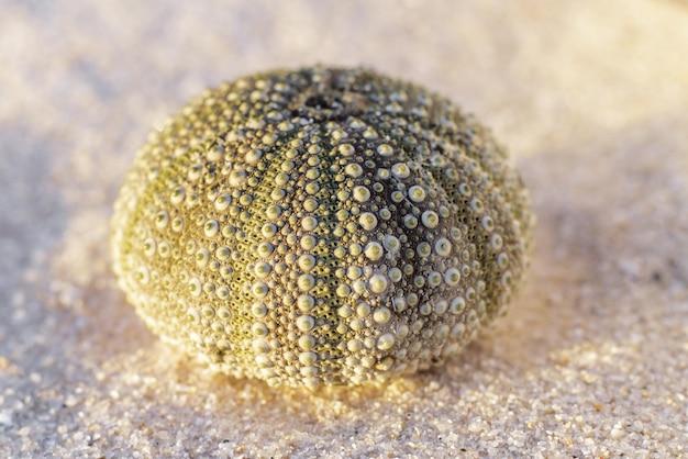 Does a sea urchin have a exoskeleton? 