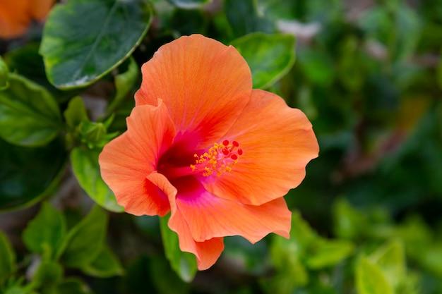 What is the meaning of hibiscus in Sanskrit? 
