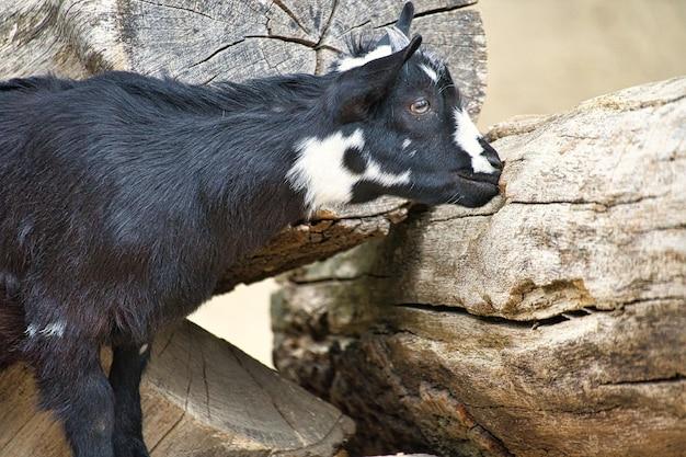 What are the best animals for a petting zoo? 