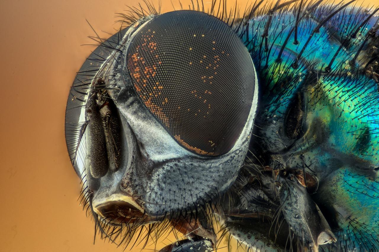What is the purpose of compound eyes and simple eyes? 