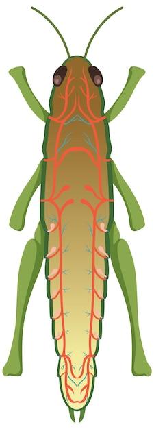 Where is the sensory organ on a grasshopper? 