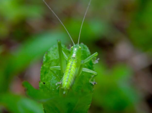 Where is the sensory organ on a grasshopper? 