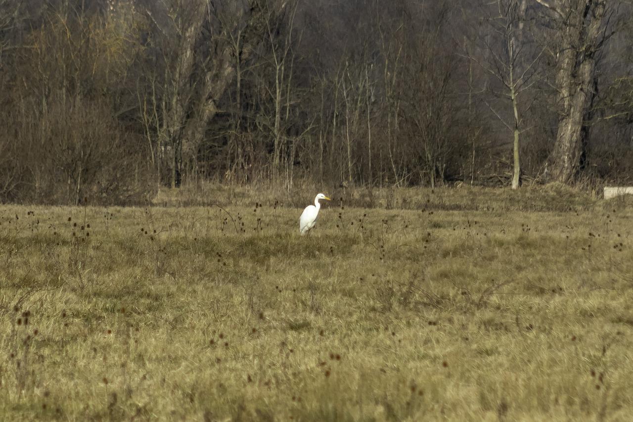 What is the spiritual meaning of a white heron? 
