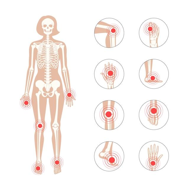 What is the strongest joint in the body? 