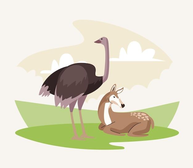 What is the symbiotic relationship between an ostrich and gazelle? 