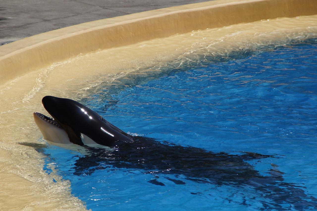 How many orca trainers have died at SeaWorld? 
