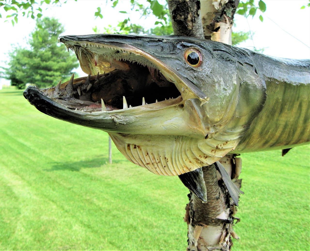 What fish do Muskie eat? 