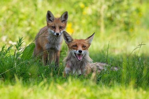 What role do foxes play in the ecosystem? 