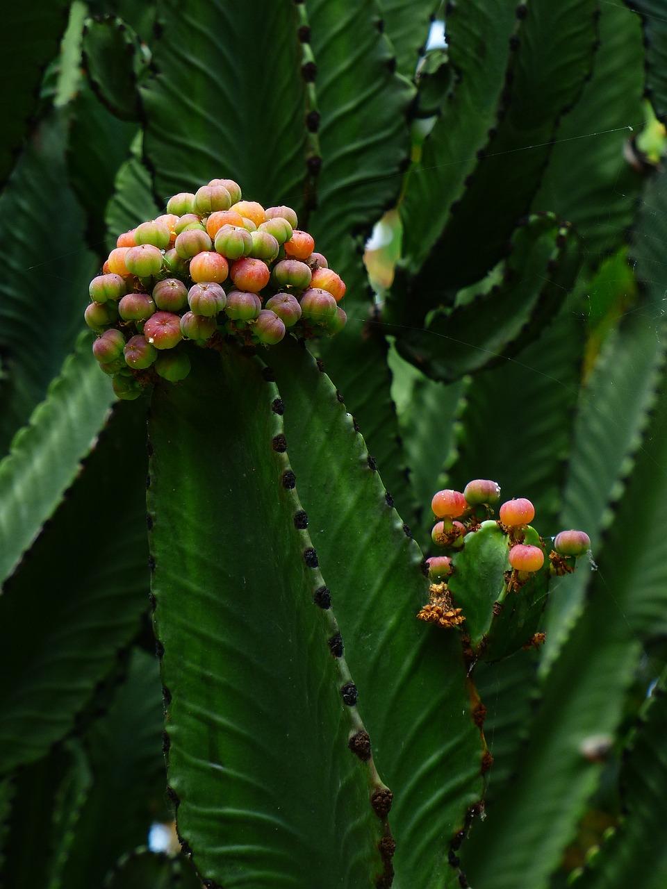 What plants have triangular stems? 