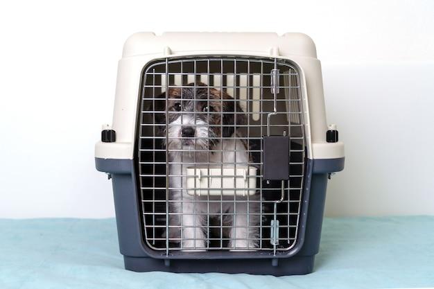 How long should I leave my dog in his crate for punishment? 