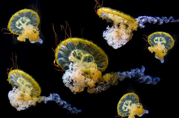 What type of consumers are jellyfish? 