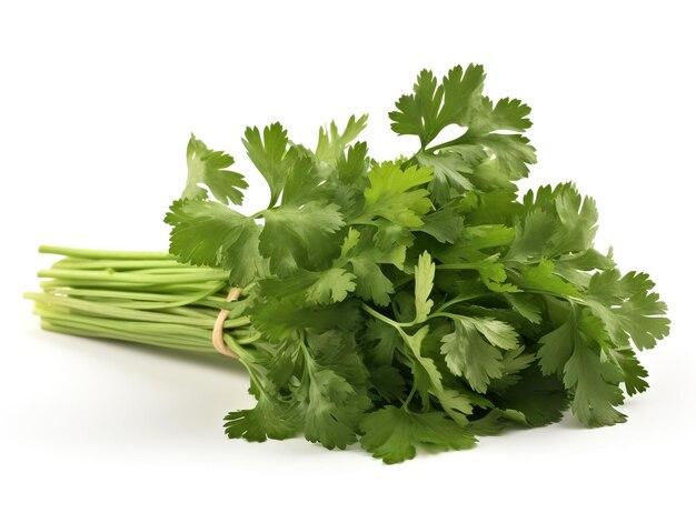 What does 1 bunch of cilantro look like? 