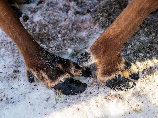 What animal has cloven hooves? 