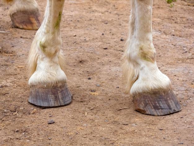 What animal has cloven hooves? 