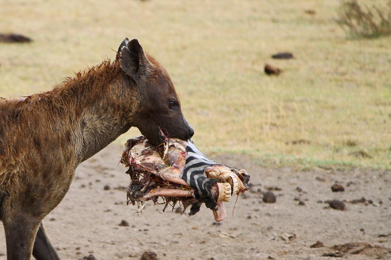 What animals can kill a hyena? 