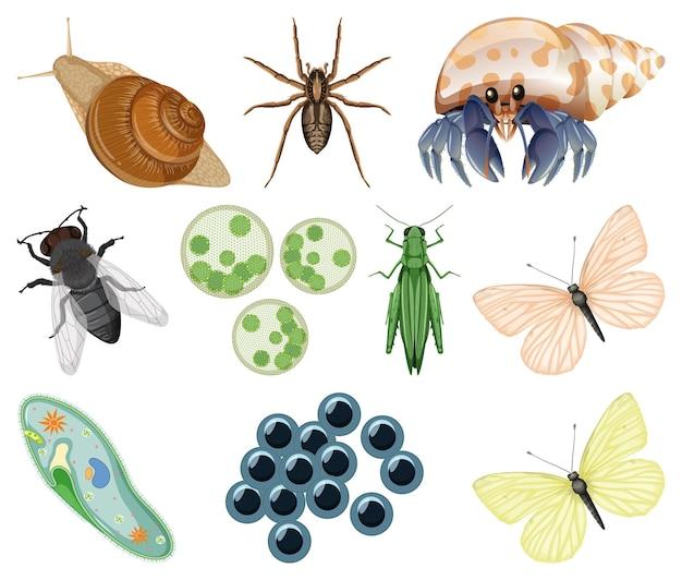 What are 10 characteristics of insects? 