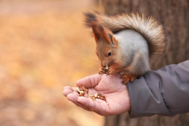 What are gnawing animals? 