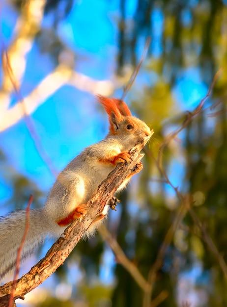 What are gnawing animals? 