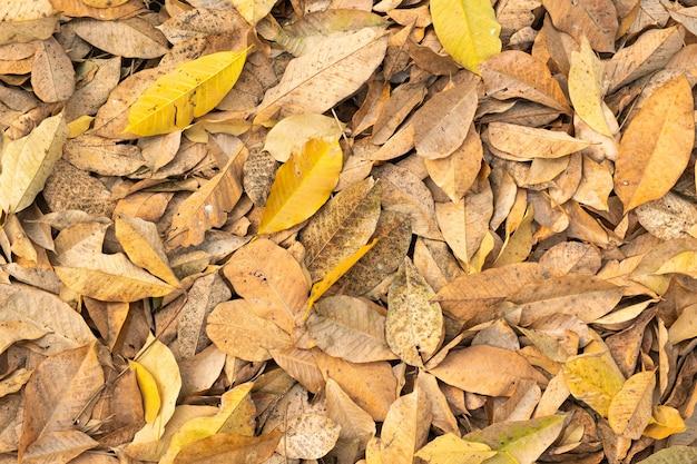 What are leaves falling off trees called? 