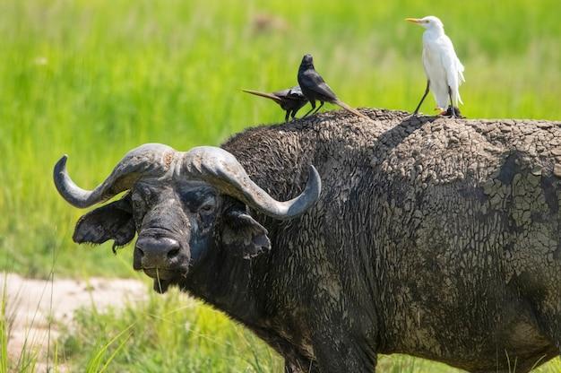 What are the birds that sit on hippos? 