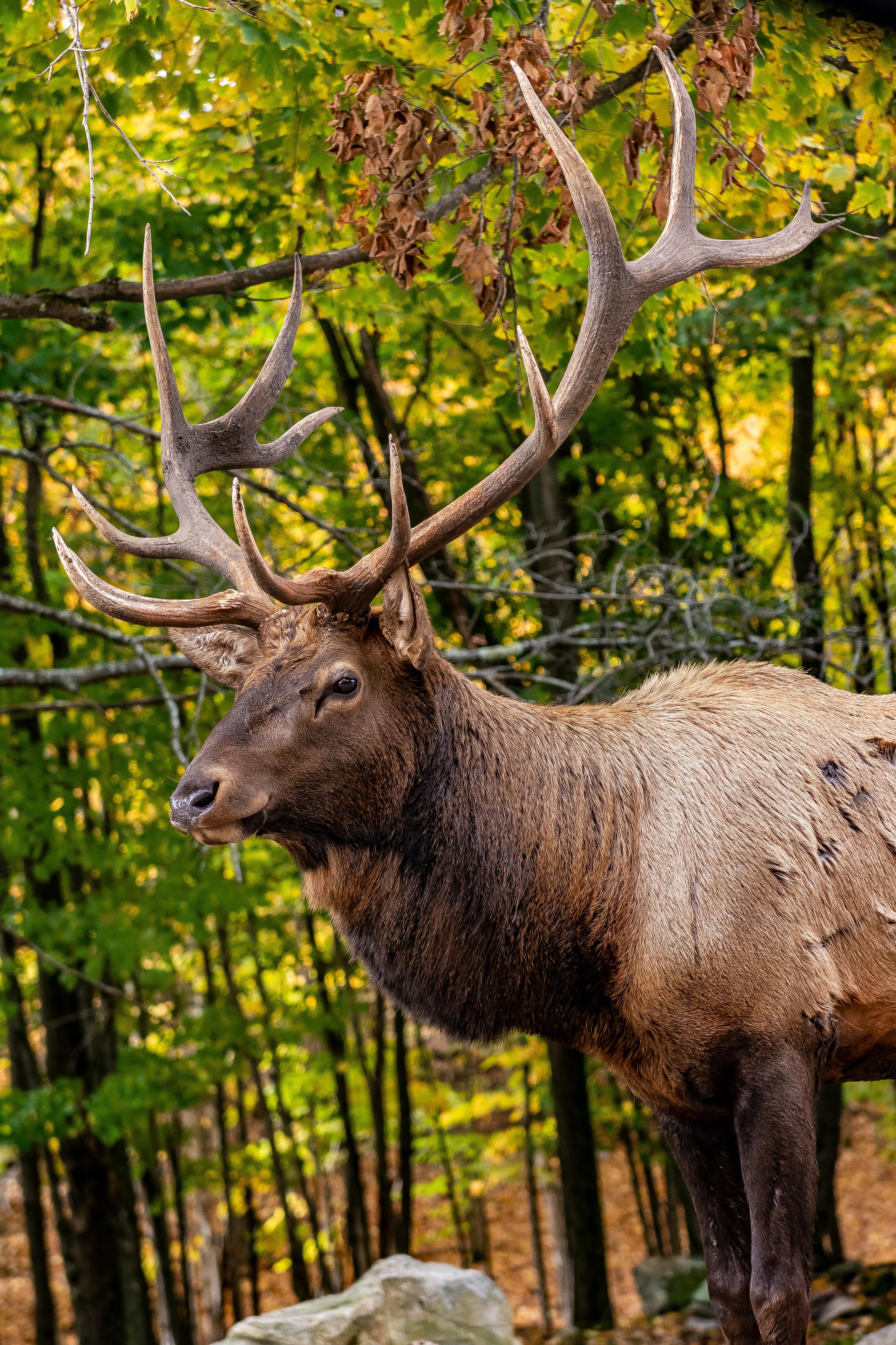 What are the dimensions of a bull elk? 
