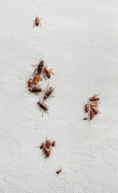 What are these tiny brown flying bugs in my house? 