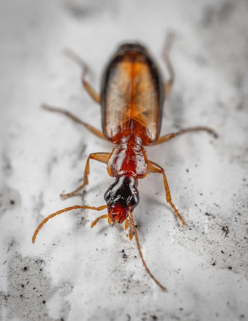 What are these tiny brown flying bugs in my house? 