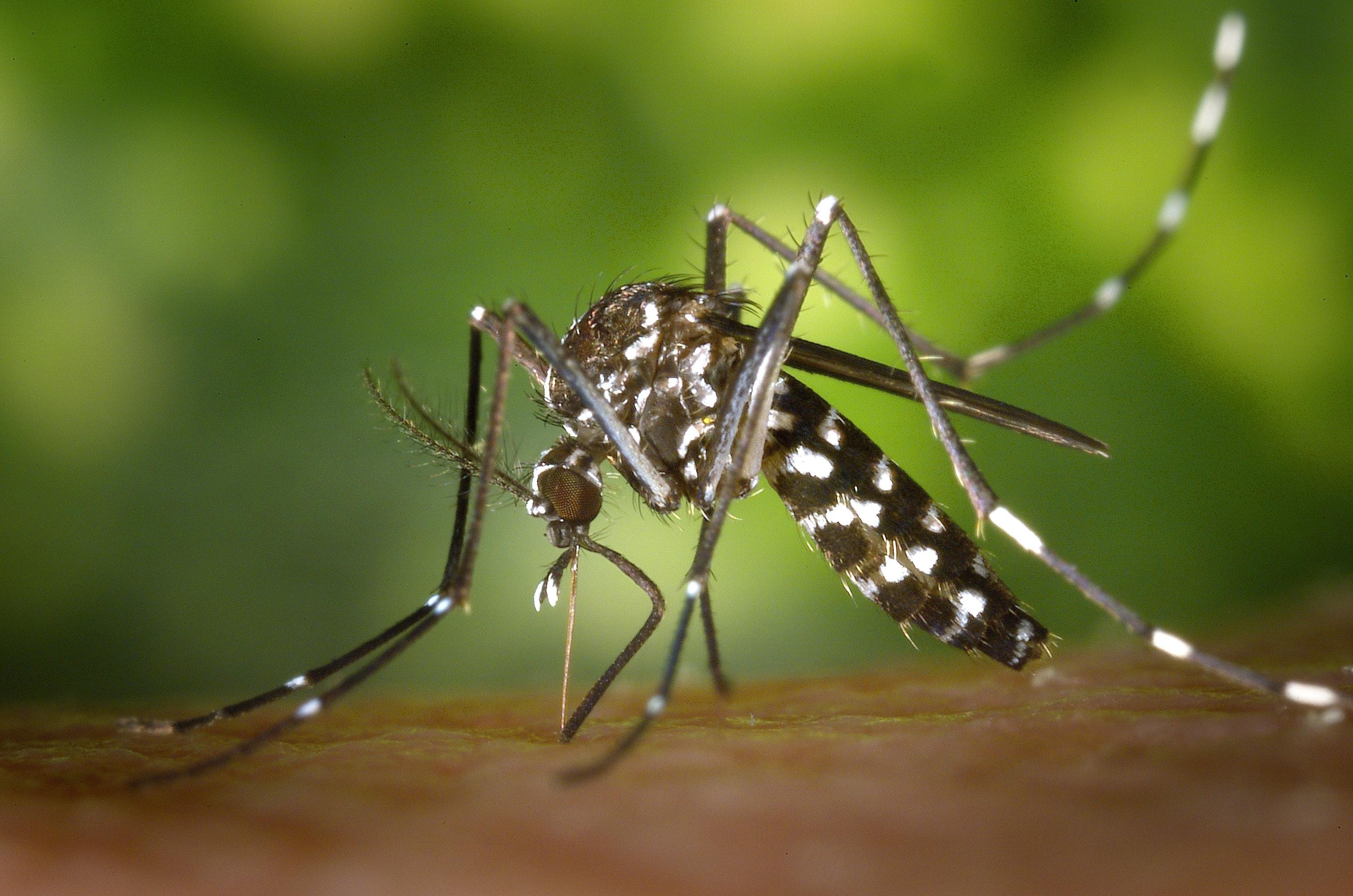 What blood type do mosquitoes like the least? 