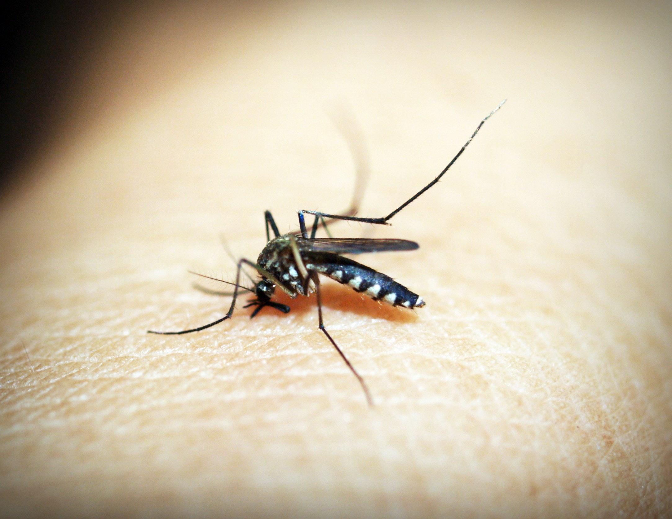 What blood type do mosquitoes like the least? 