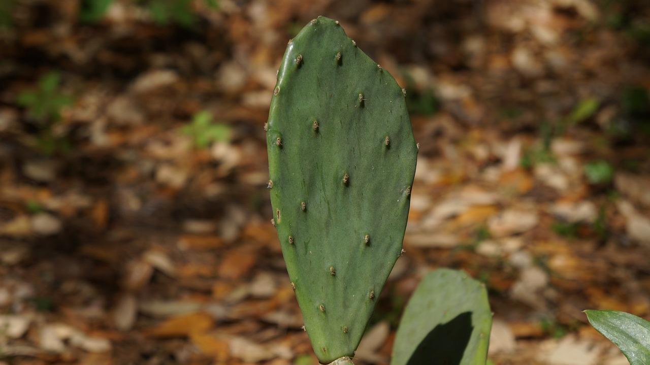 What can we learn from cactus? 