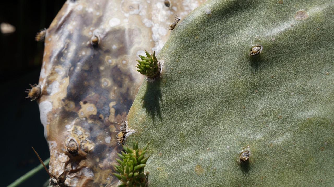 What can we learn from cactus? 