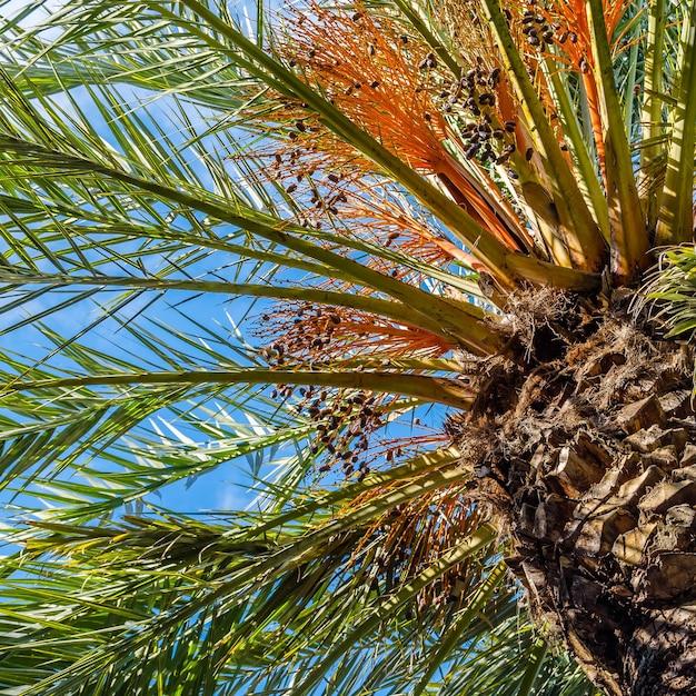 What would cause a palm tree to rot? 