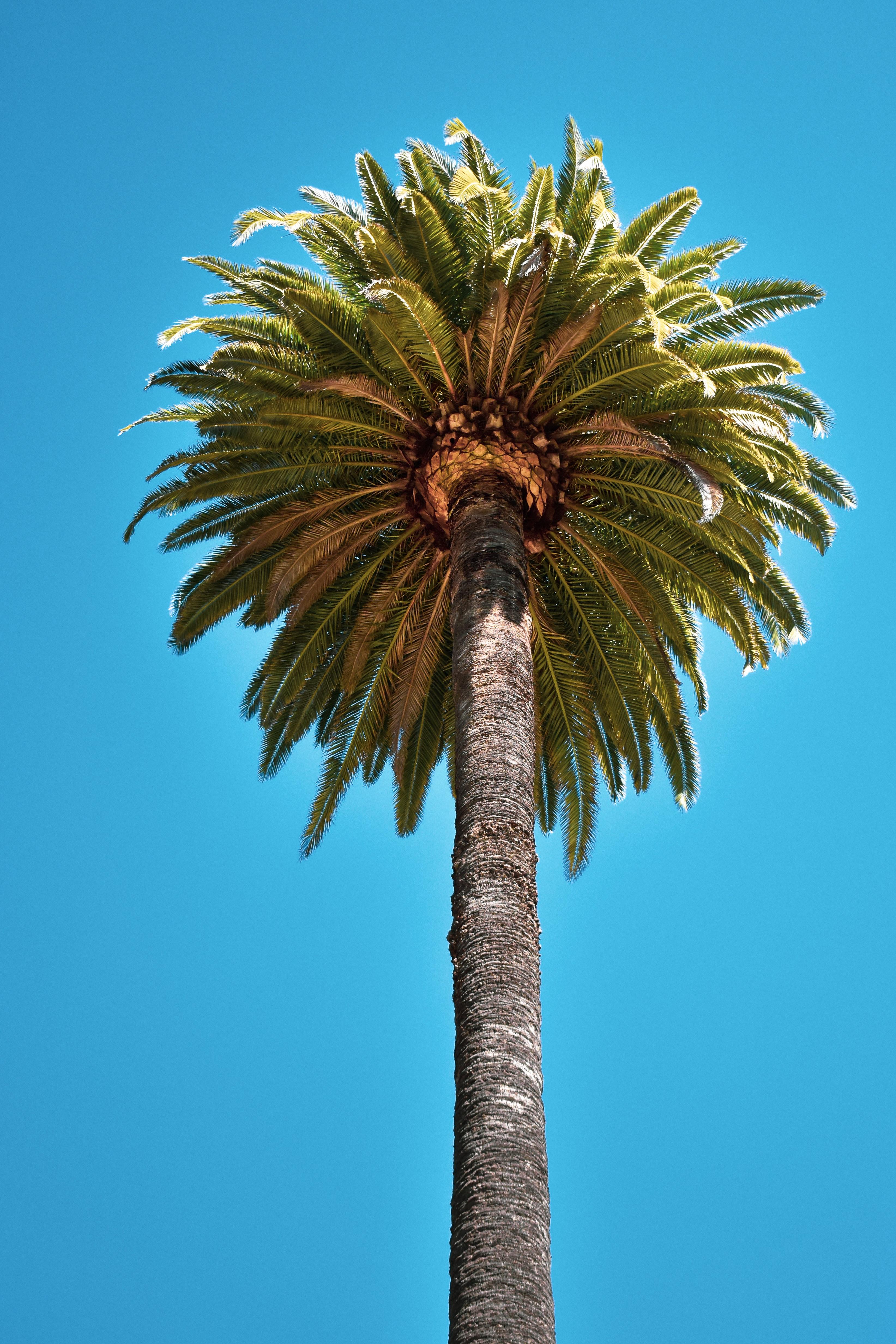 What would cause a palm tree to rot? 