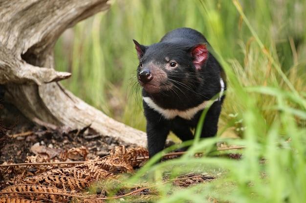 What dangerous animals live in Tasmania? 