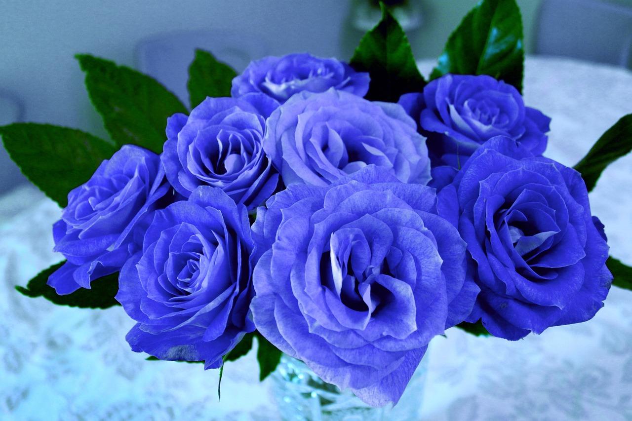 What do blue roses mean in a relationship? 