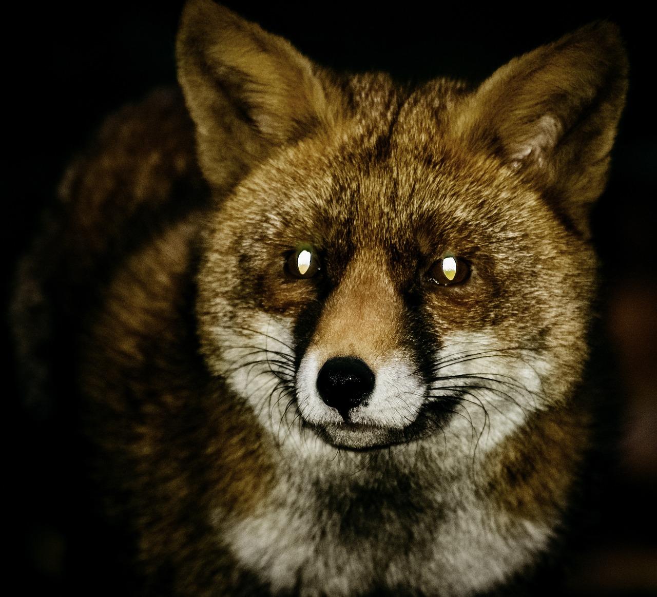 What do foxes eyes look like at night? 