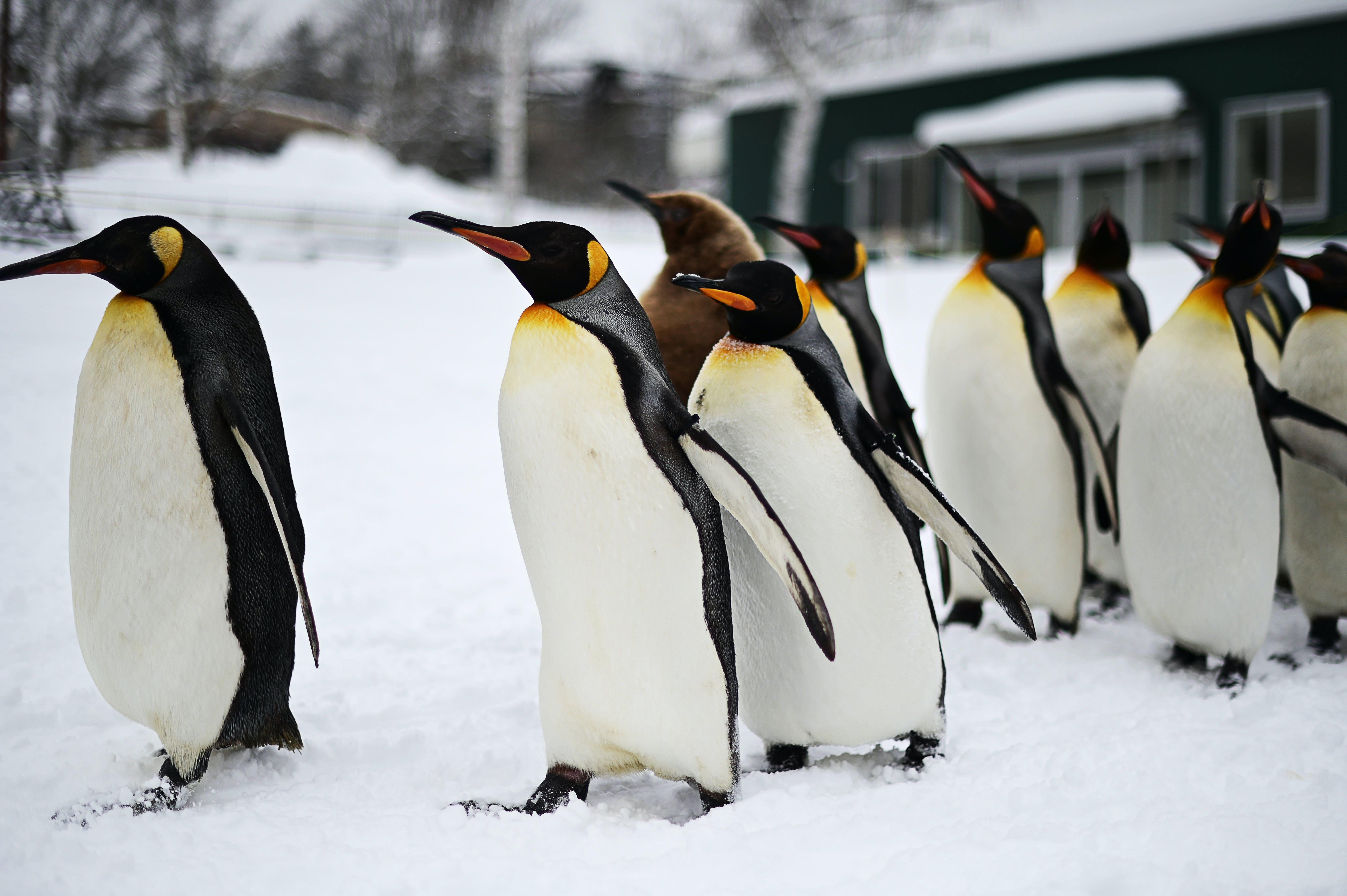 What do Penguin do in winter? 